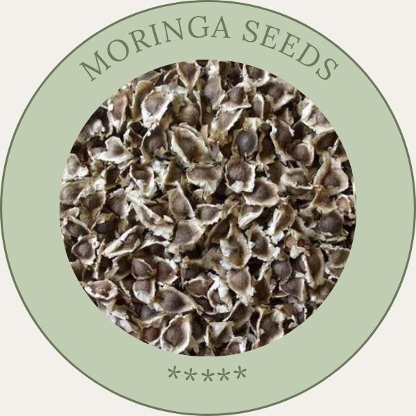 Moringa Seeds | Murungai Vidhai | Drumstick Seeds