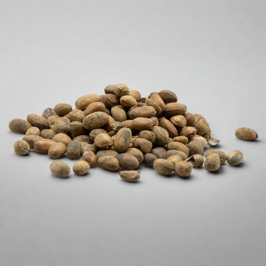 Jamalgota seeds | Jamaal Ghota | Vaalam | Nervaalam | Croton tiglium Seeds